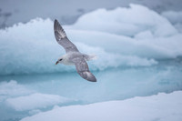 Northern Fulmar