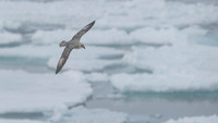 Northern Fulmar