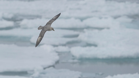 Northern Fulmar
