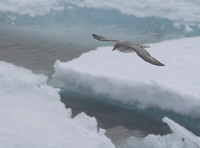Northern Fulmar