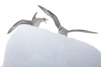 Northern Fulmar