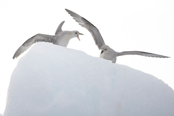 Northern Fulmar