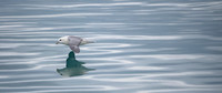 Northern Fulmar
