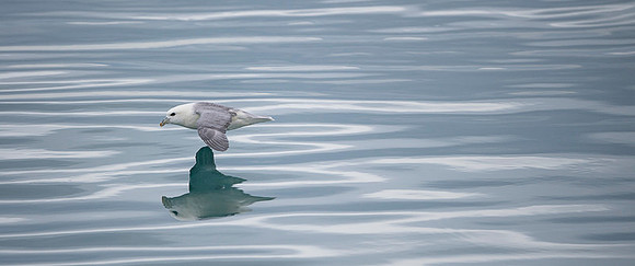 Northern Fulmar