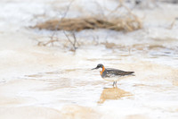 Red-necked Phalarope
