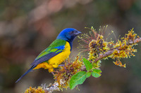 Black-chested Mountain Tanager
