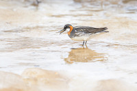 Red-necked Phalarope