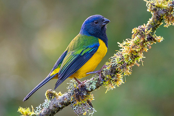 Black-chested Mountain Tanager