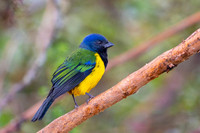 Black-chested Mountain Tanager