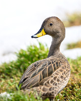 South Georgia Pintail