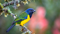 Black-chested Mountain Tanager