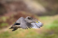 South Georgia Pintail
