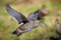 South Georgia Pintail