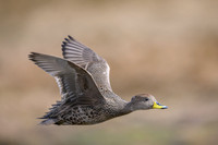 South Georgia Pintail