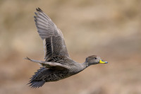 South Georgia Pintail