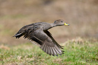 South Georgia Pintail