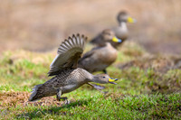 South Georgia Pintail
