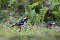 Asain pied starling