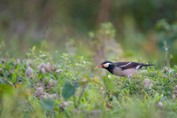 Asain pied starling