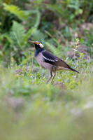Asain pied starling