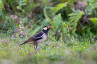 Asain pied starling