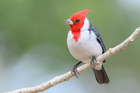 Red-crested Cardinal