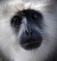 Himalayan langur