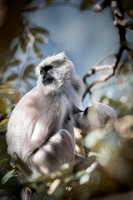 Himalayan langur