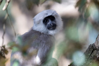 Himalayan langur