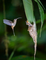 Long- billed Hermit