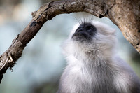 Himalayan langur