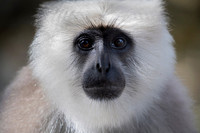 Himalayan langur