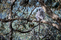 Himalayan langur