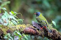 Barred Fruiteater