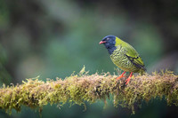 Barred Fruiteater