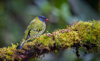Barred Fruiteater