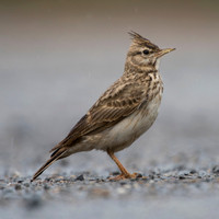 Crested Lark / Dzierlatka