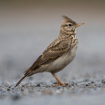 Crested Lark / Dzierlatka