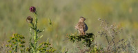 Crested Lark / Dzierlatka