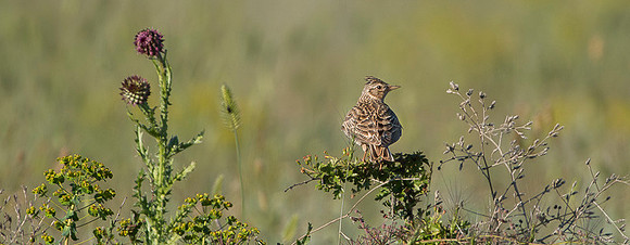 Crested Lark / Dzierlatka