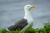 Great black-backed gull