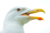Great black-backed gull