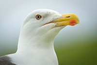 Great black-backed gull