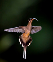 Long- billed Hermit