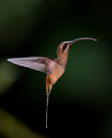 Long- billed Hermit