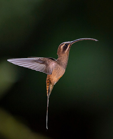 Long- billed Hermit