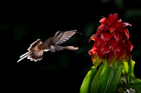 Long- billed Hermit