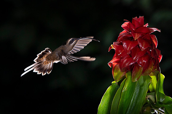 Long- billed Hermit