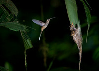 Long- billed Hermit