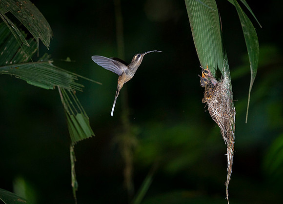 Long- billed Hermit